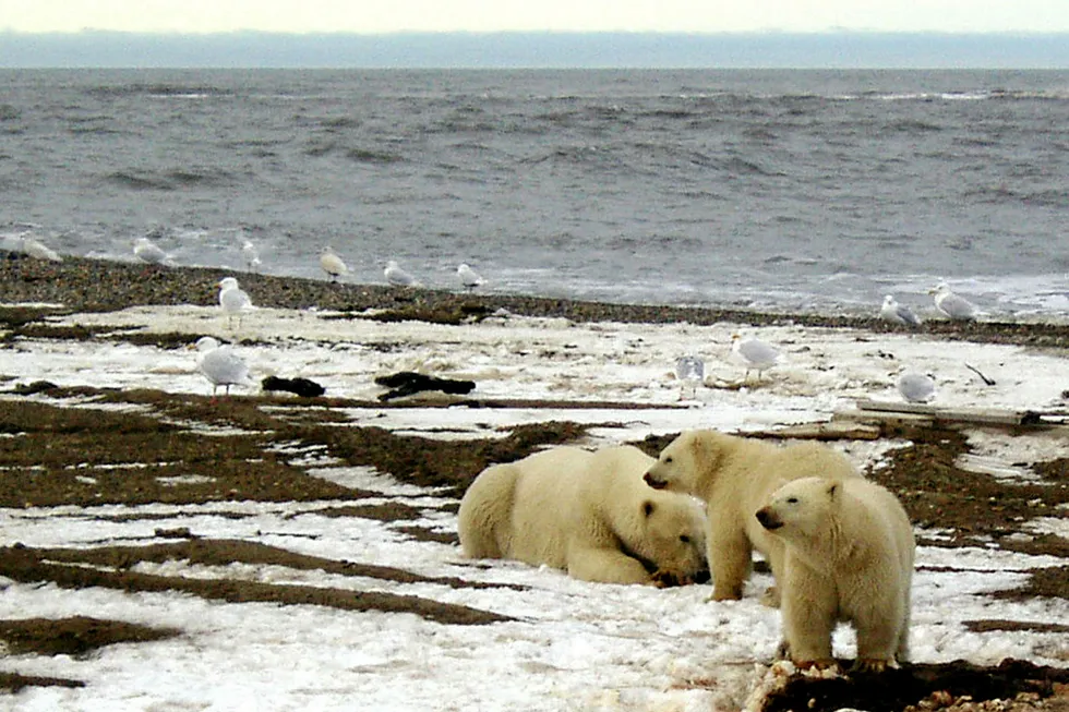 In the spotlight: polar bears on the Beaufort Sea coast within the 1002 Area of the ANWR