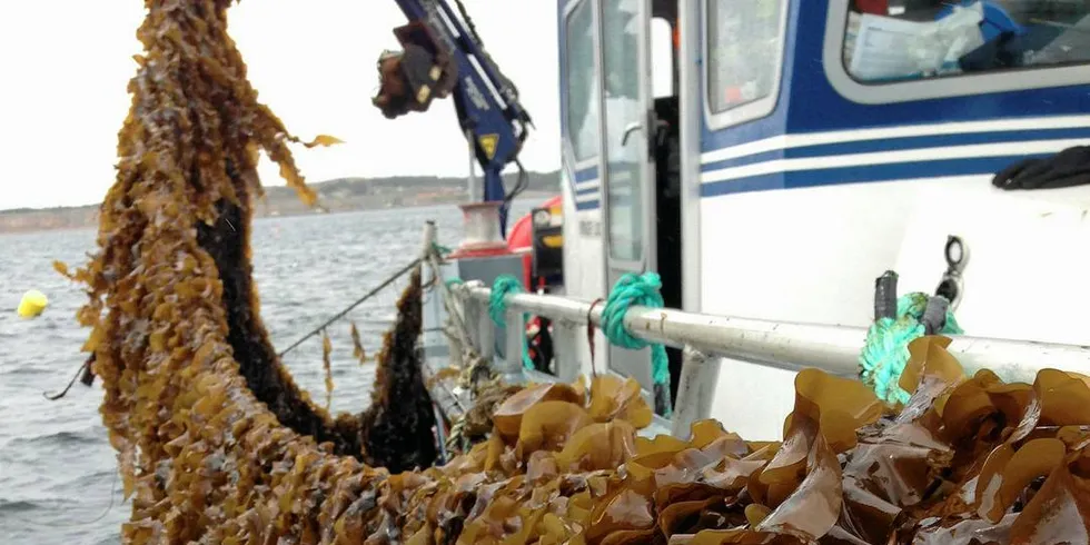 Sukkertare: Tare kan brukes både til mat og biodrivstoff. Utfordringen er å industrialisere denne arten.Foto: Sintef Ocean