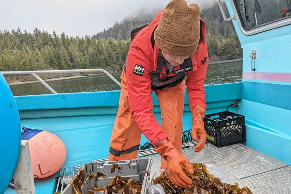 Kelp farming is growing in Alaska.