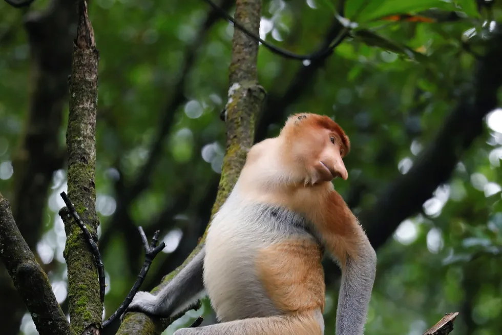 Indonesia: a proboscis monkey in a mangrove forest in Tarakan, North Kalimantan province