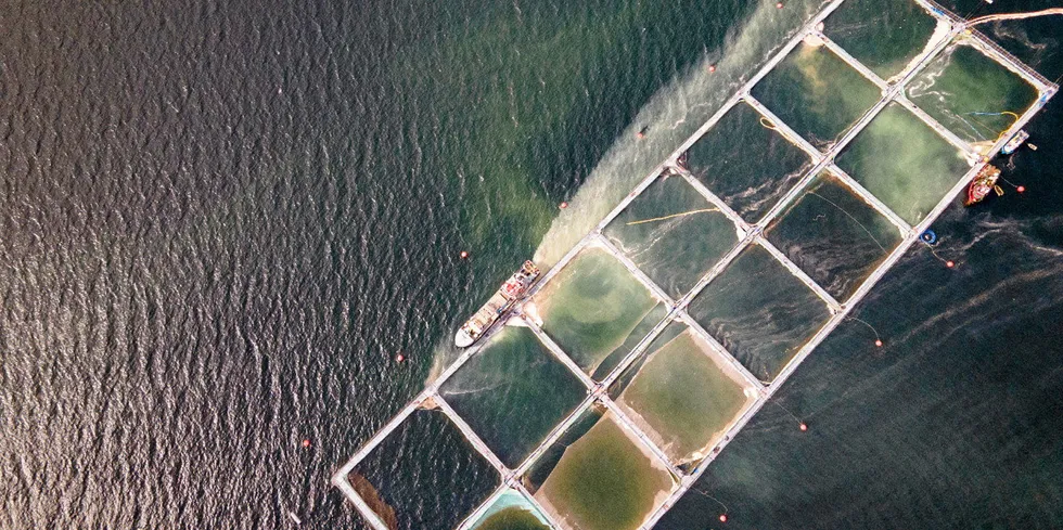 Tømming av mærene for død fisk. Algeoppblomstring tar livet av oppdrettslaks i den chilenske fjorden Comau i fylket som heter Región de Los Lagos.