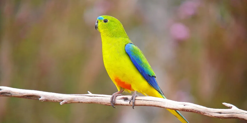 An orange-bellied parrot.