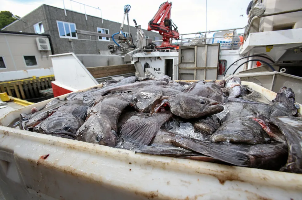 Bildet viser Sotra-båten «Trellevik» som leverer blåkveite ved Vesterålen Havbruk Produksjonslag tidlig i juni.