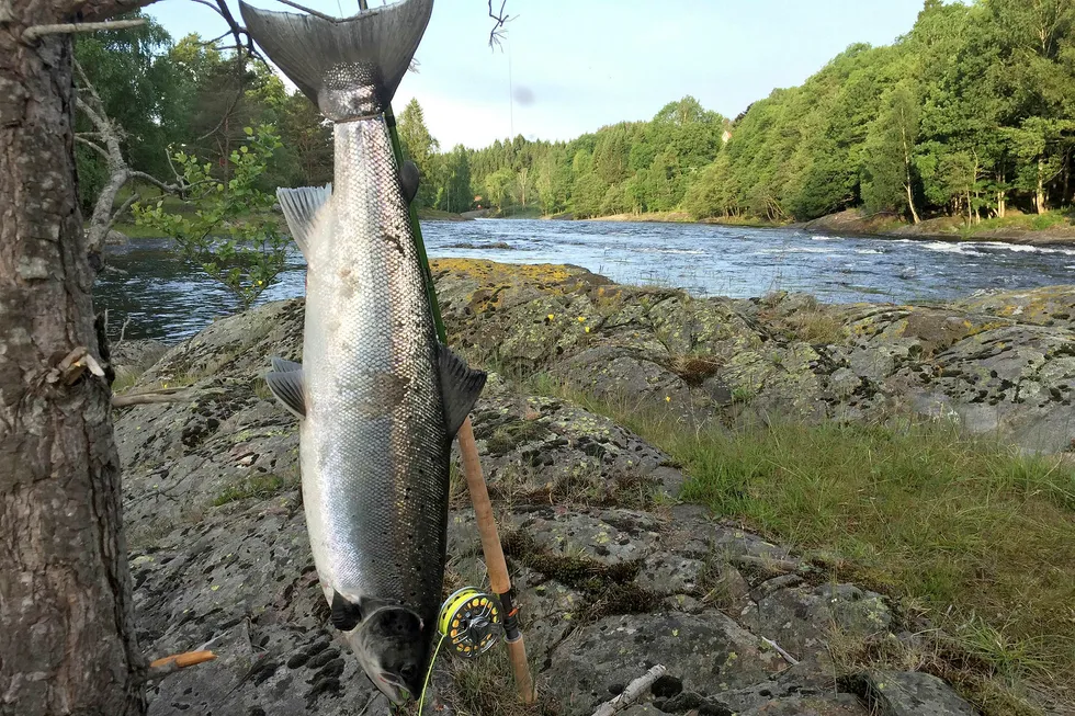 De lave fangstene av laks, sjøørret og sjørøye i norske i fjor skyldtes den varme og tørre sommeren med lite vann i mange av elvene.