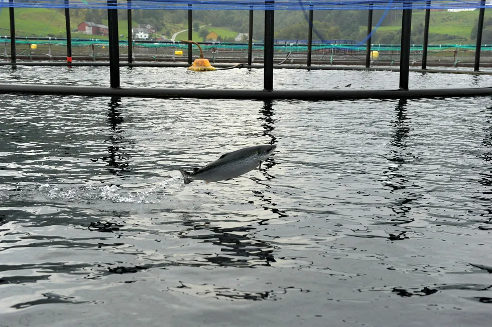Making a splash: a salmon goes airborne near a feeding system at a Norwegian fish farm, the sort of project Chinese yards are looking to help fill order books during the oil and gas downturn