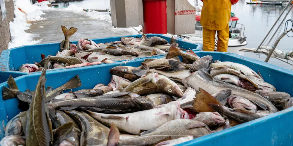 De fire fiskebåtene til Vollen Kystfiske fiske torsk, hyse og sei for over syv millioner kroner. i fjor.