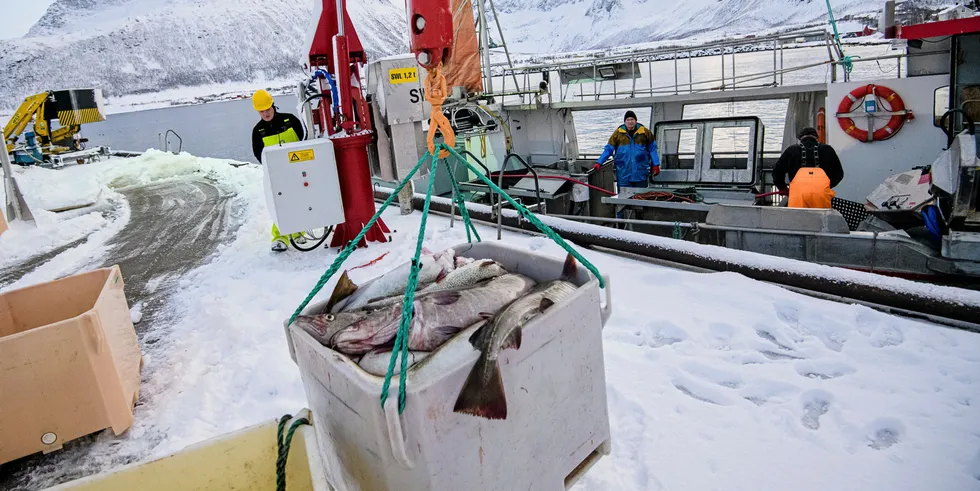 UTKONKURRERES: Fiskebåten Mevær er inne med skrei på fiskemottaket i Tromvik. Fisker Bjørn-Helge Robertsen losser på kaien, mens skipper Robert Berg (til høyre) og Espen berg jobber i båten. Til våren mister torsken miljømerket MSC, og kan bli utkonkurrert i et svært bærekraftsbevisste marked.