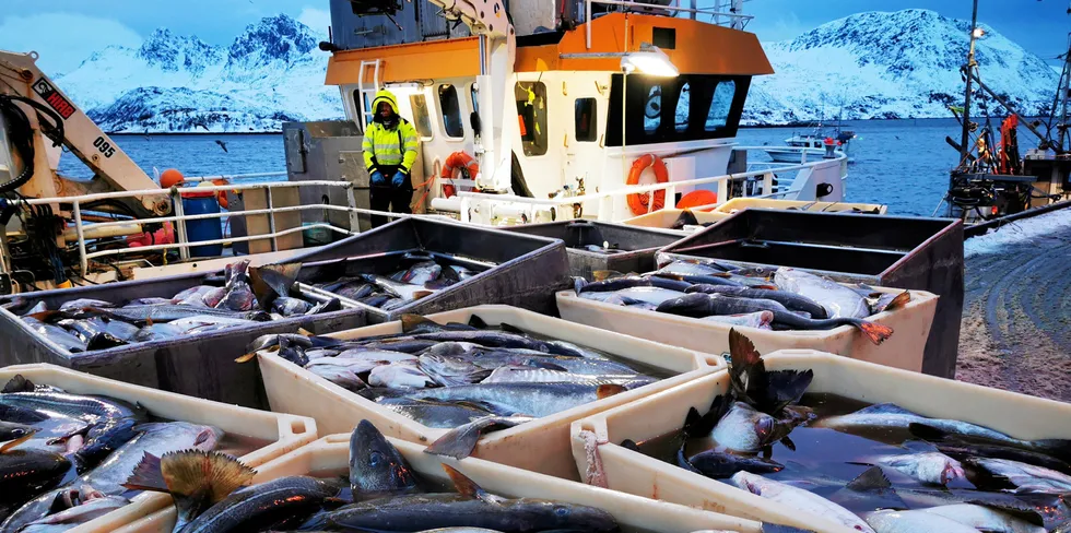 Bergsfjordbruket i Loppa har åpnet for skreisesongen.