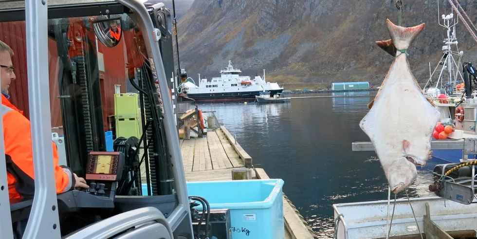 Her landes to kveiter hos Øksfjord Fiskeindustri, et av de dominerende mottaksanlegg i dette fiskeriet.