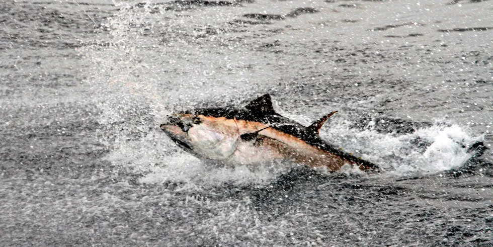 Makrellstørje viser seg i norske farvann, men notfiskerne vil trolig vente til ut i august med sitt fiske.