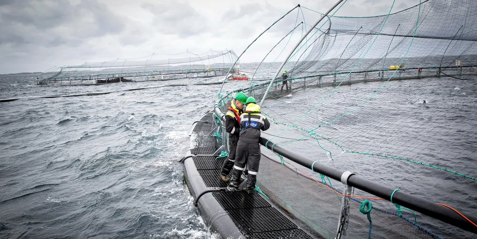 Lerøy venter et slaktevolum inkludert tilknyttede selskaper på 207.000 tonn i 2022.