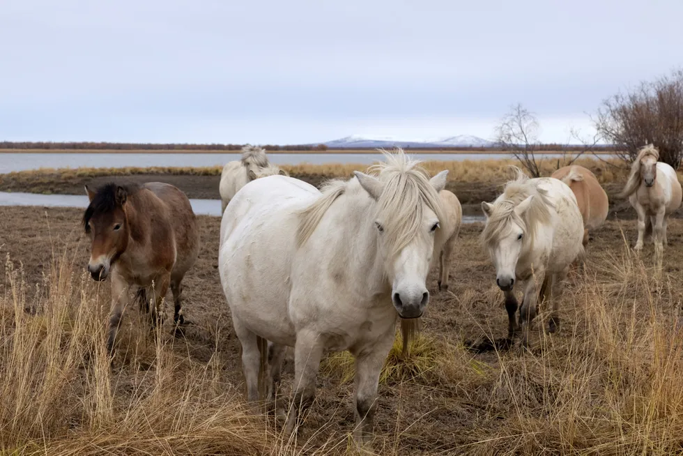 Unchartered land: horses graze on the grounds of a natural reserve in Russia’s Yakutia republic