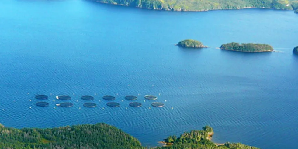 Northern Harvest Sea Farms har slitt med dødelighetshendelser i år.