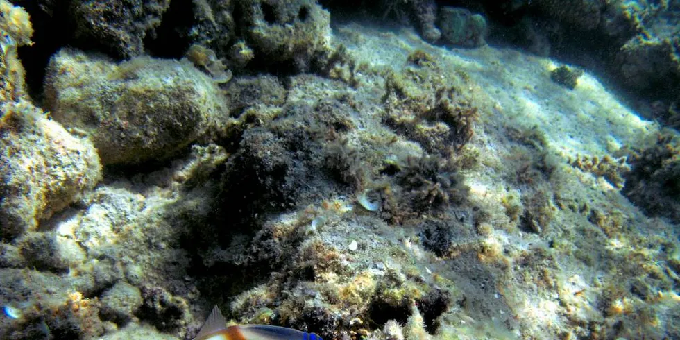SÅRBAR: Korallrev er sårbare for global oppvarming og oljesøl. Her fra Great Barrier Reef utenfor Australia.Illustrasjonsfoto: Ørjan F. Ellingvåg