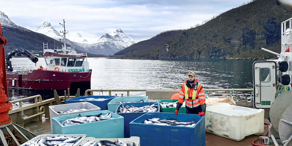 Kasse på kasse med død laks heises opp på kaia på landbasen til Northern Lights Salmon i Balteskard i Sør-Troms, etter at dødelige alger har tatt livet av flere hundre tusen laks.