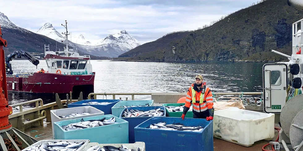 ALGER OG LAKSEDØD: Kasser med død laks heises opp på kaia på landbasen til Northern Lights Salmon i Balteskard i Sør-Troms. Uten de store laksedøden ville neppe algeinvasjonen blitt oppdaget,