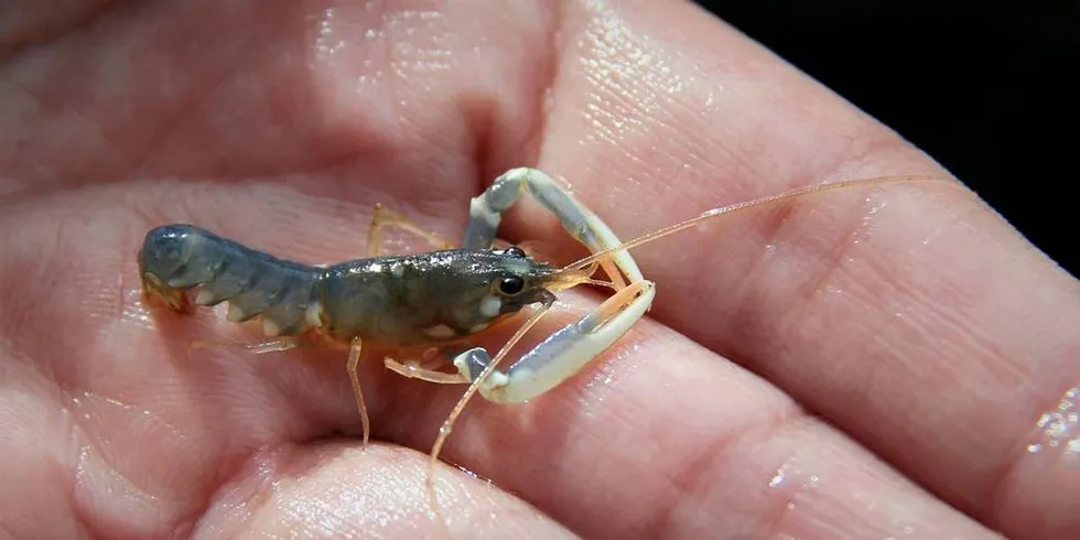 Flere av hummerne døde under eksponeringen av lusemiddelet.Foto: Eva Farestveit, Havforskningsinstituttet