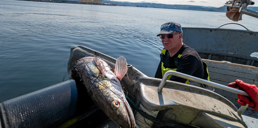 Lysingfiske er blant fiskeriene som fiskerne frykter går tapt dersom torskeoppdrett får slippe til på det fiskerne betegner som et av de beste fiskefeltene på Mørekysten, i Alvestadbukta. Bildet er fra garnfiske etter lysing i Trondheimsfjorden.