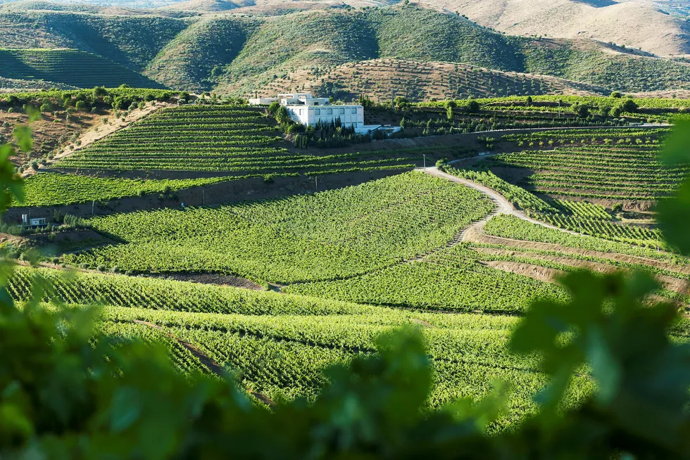 Hovedeiendom. Det er fra disse vinmarkene på Quinta da Leda druene til vinen Barca Velha kommer fra. Foto: Sergo Ferreira/Casa Ferreirinha