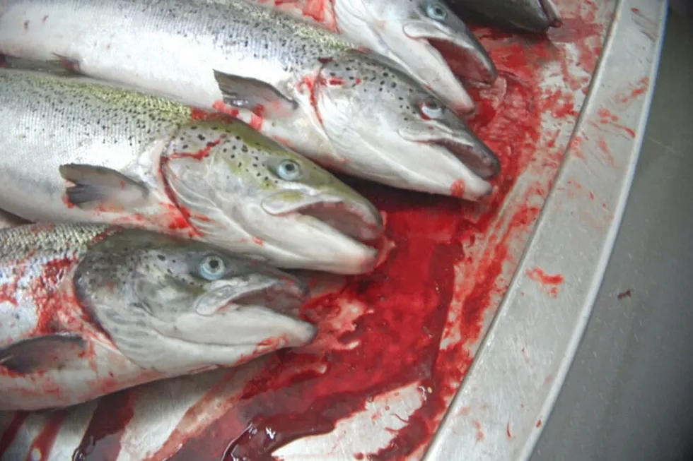 Fish left to suffer in one of the Scottish Salmon Company's facilities.