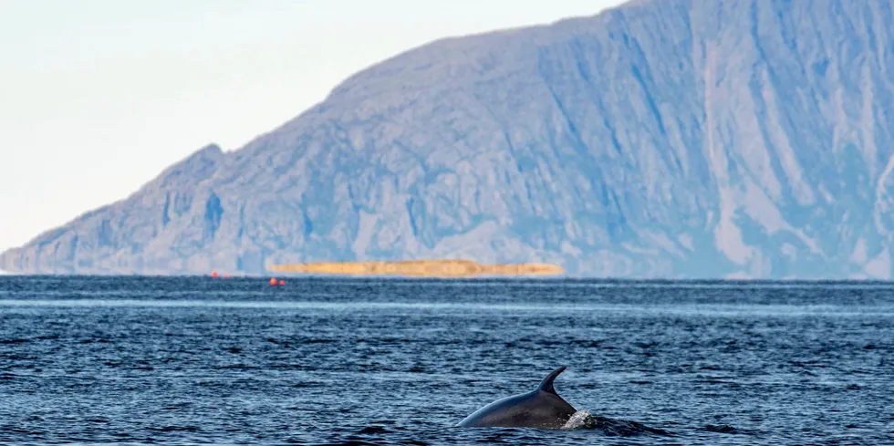 NOAH mener vågehval kan føre til mer fisk, ikke mindre slik mange hevder.