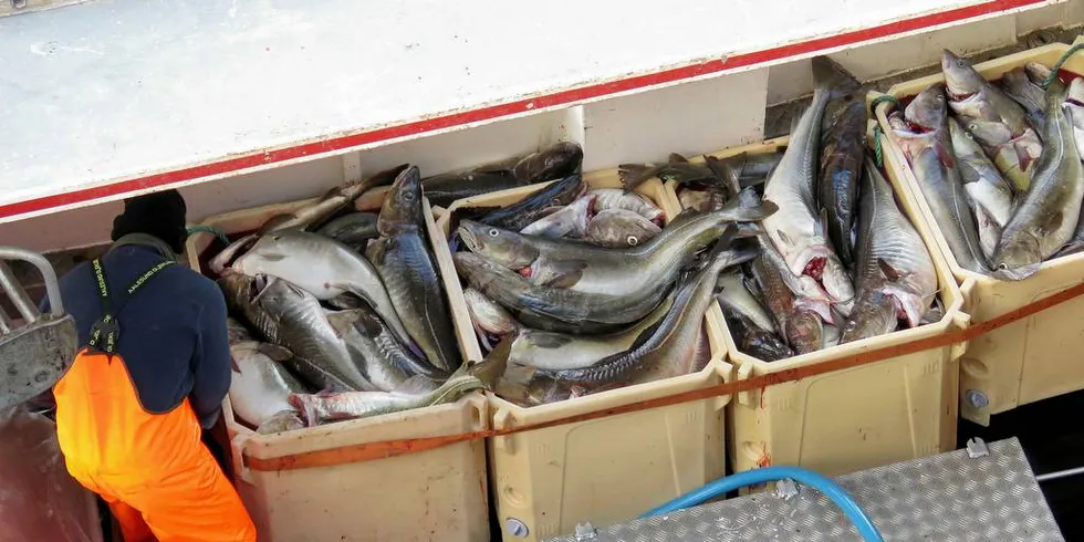 Skrei leveres i Henningsvær.Foto: Jon Eirik Olsen