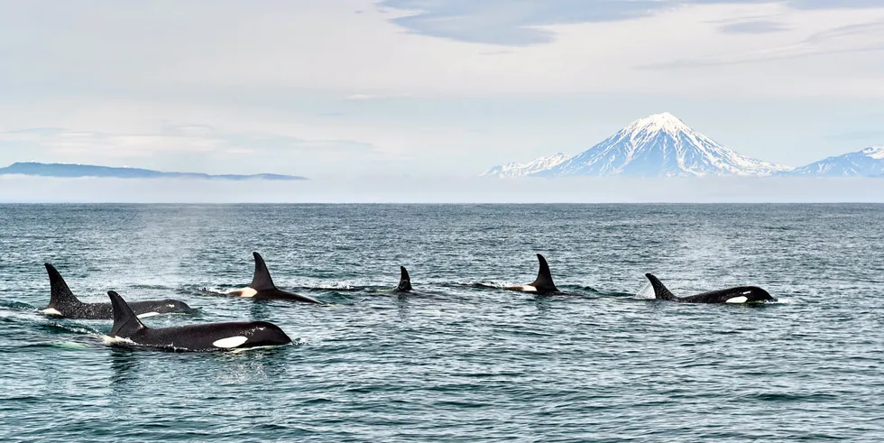 Last year, the National Oceanic and Atmospheric Administration (NOAA) released data on 37 reported killer whale entanglement cases in Alaska over the past three decades, with 20 of those entanglements caused by trawl gear.