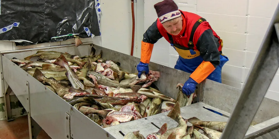 FANGST: Sjømatnæringen har vokst med 11,7 prosent årlig fra 2015 til 2018. Det er den desidert største veksttakten i Norge, viser en fersk rapport fra Sintef Ocean i dag.