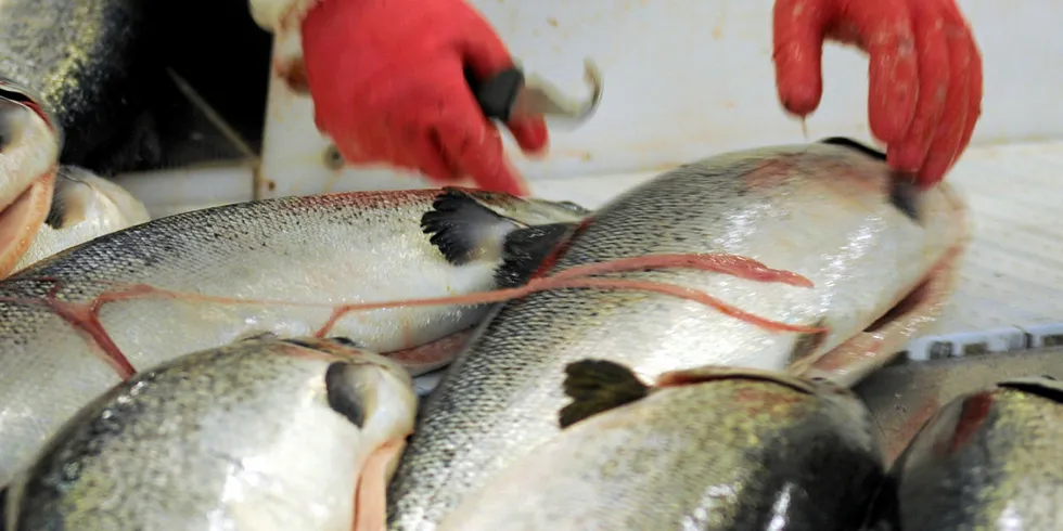 Forskning viser at nye kilder til omega-3 er trygge å bruke i fôr til oppdrettslaks.