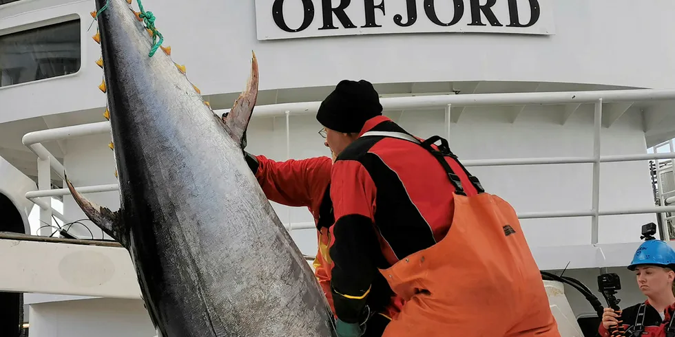 STØRJE: Fire størjer i 200–300 kilosklassen i første størjefangst i fjor som «Orfjord» leverte i Ålesund 29. august.