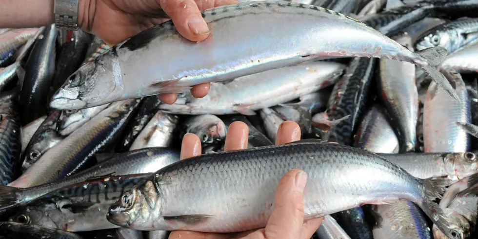 Både makrell- og sildebestandene settes under kraftig fiskepress i et uklart markedsbilde med endringer i sikte.