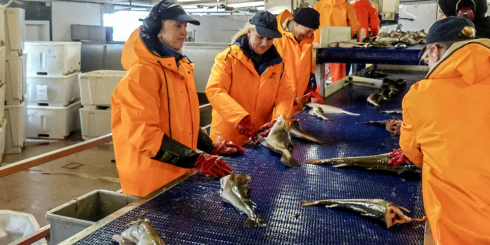 MYE FISK: Landingene til fiskebruket i Skarsvåg har vært så gode at de ikke har kunnet ta imot alle fangstene i det siste.