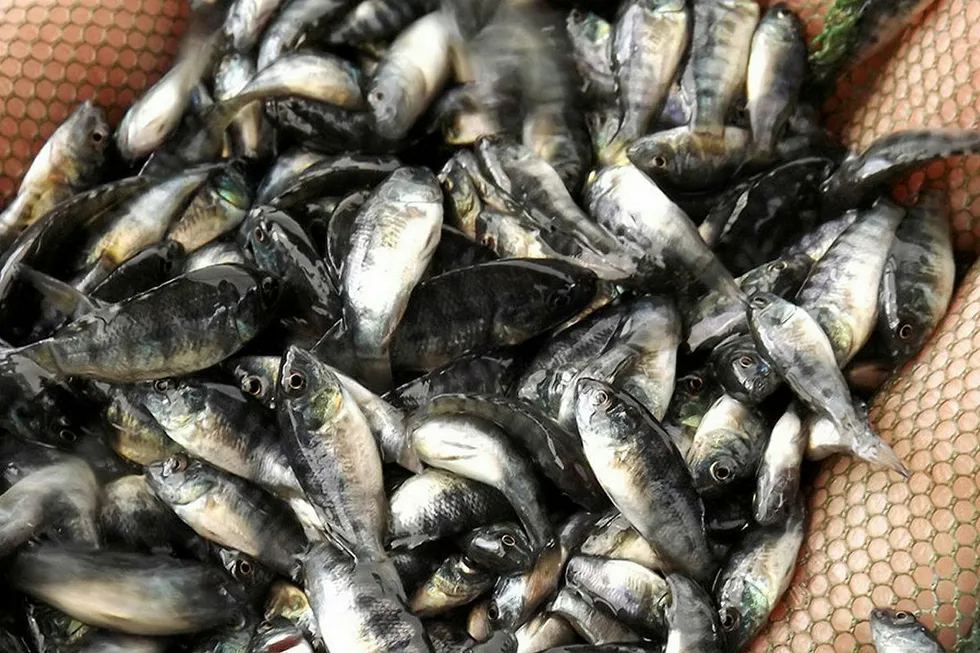 How big can Thailand's importance in the global tilapia market grow?