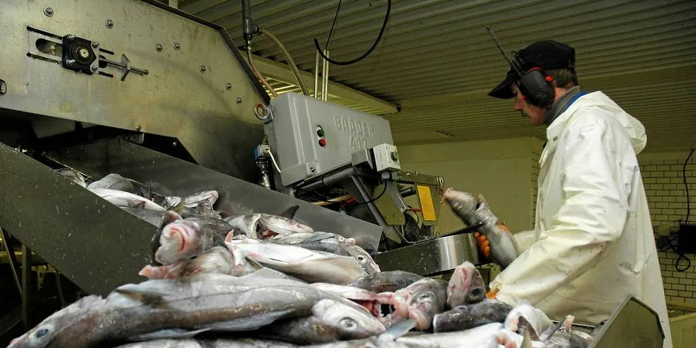 FÆRRE: Det er blitt færre fiskeindustribedrifter de siste ti årene. Kvotesammenslåing i flåten er ikke nødvendigvis den største driveren, ifølge Nofima.Foto: Are Kvistad