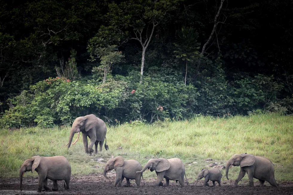 Climate saviours: African forest elephants at Langoue Bai in the Ivindo national park, near Makokou in Gabon