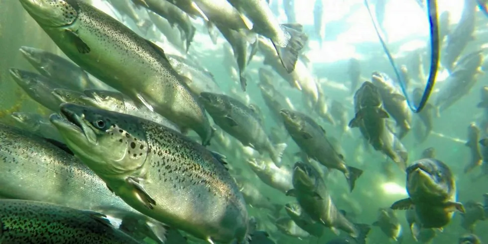 Forskerne skal finne ut mer om hvordan sulting påvirker fiskevelferd