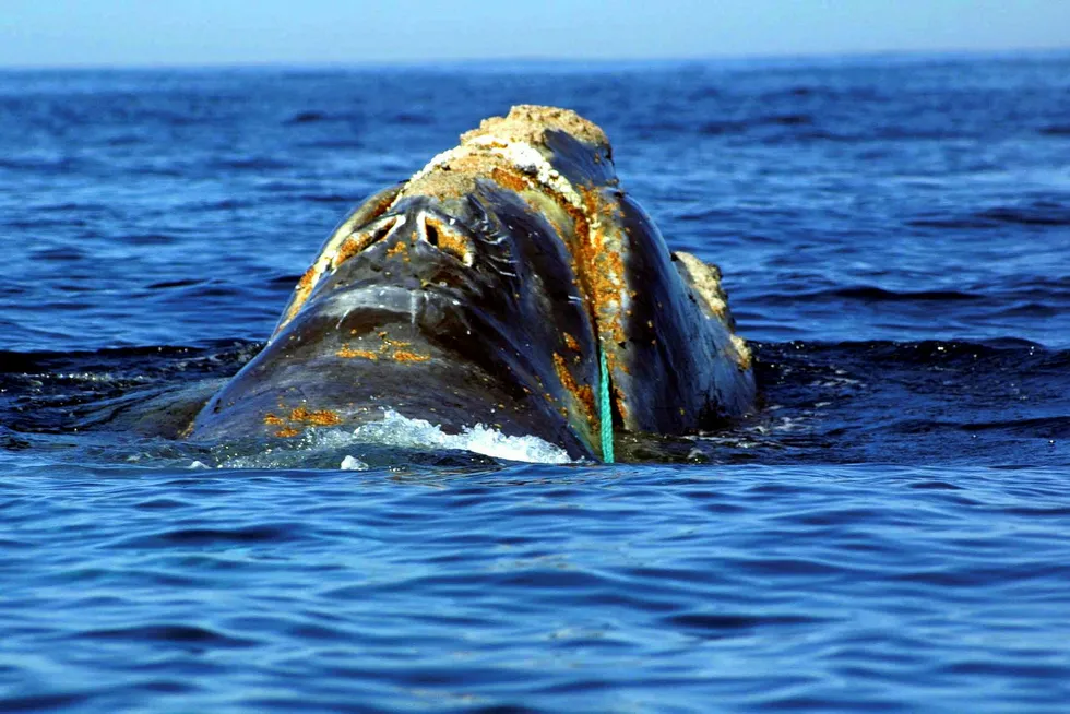 Endangered: a North Atlantic Right Whale entangled in heavy plastic fishing link