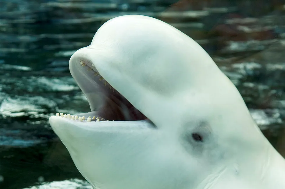 En hvithval viser tennene sine under en demonstrasjon i akvariet i Vancouver i Canada. Nå blir det imidlertid forbudt å fange og avle opp hvaler og delfiner i landet.