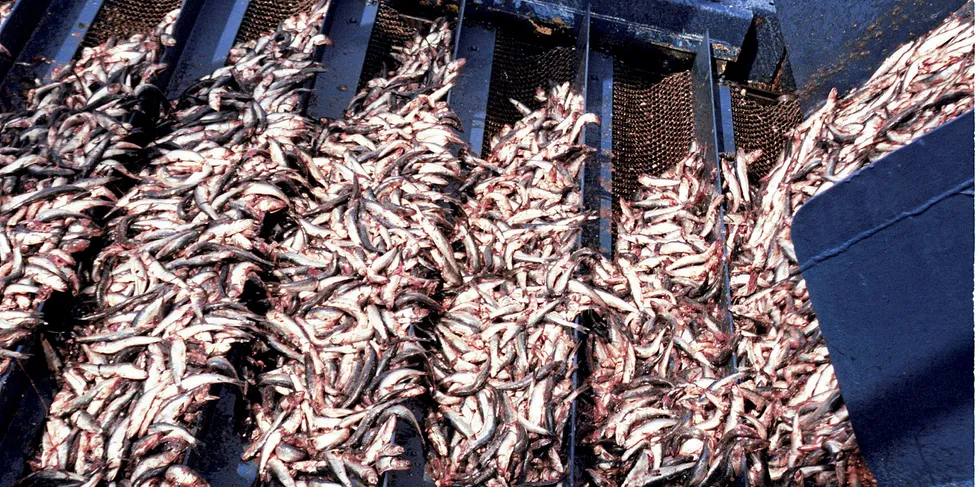 Anchoveta brukes til å produsere fiskemel og fiskeolje, som igjen brukes til å produsere fôr til blant annet gris og laks.
