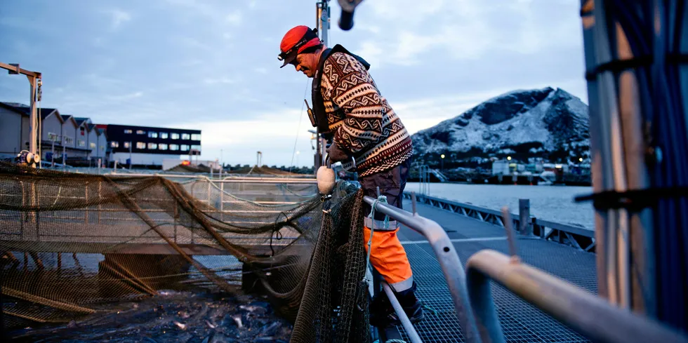 De mindre selskapene må få vokse videre. Her sjekker Ketil Gregersen til fisken med dagens siste solståler er i ferd med å forsvinne.