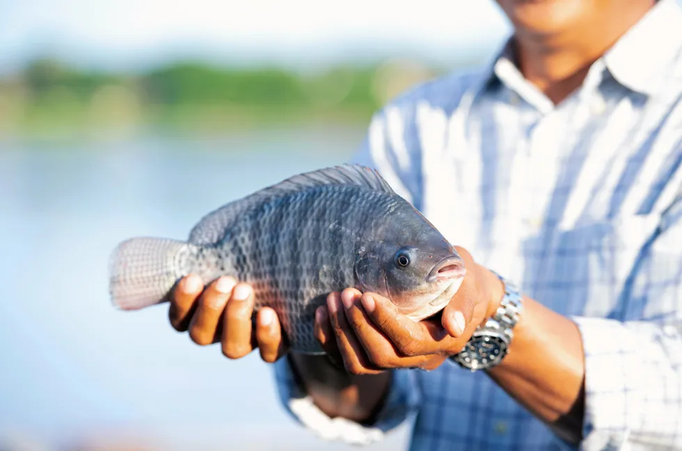 Floridabased supplier shifts back to tilapia after move into trout