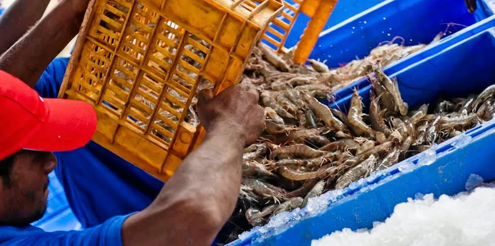 Farm gate prices for shrimp in India have fallen around INR 40 over the last week to 10 days.