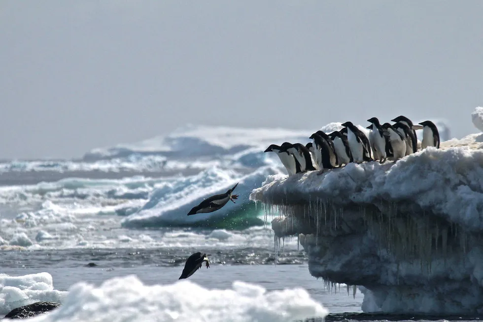 Adélie-pingviner stuper fra isen på Danger Islands i Antarktis. Totalt er et oppdaget 1,5 millioner av dem på stedet. Foto: RACHAEL HERMAN
