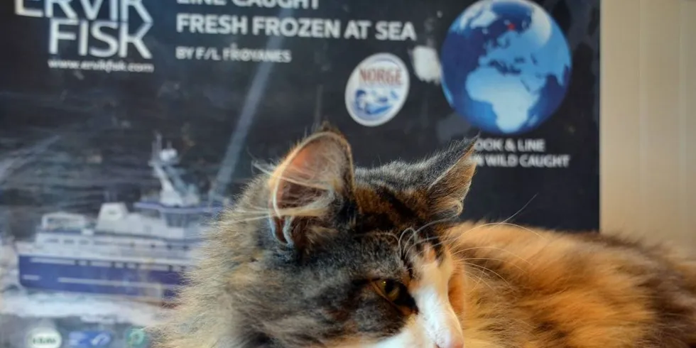 Katten Celine er en viktig konsulent for Arctic Linefish i Ervik Havfiske Gruppen. Det den liker og ikke liker er viktig for hvordan det jobbes med eksklusive produkter for mennesker. Foto: Arctic Linefish.