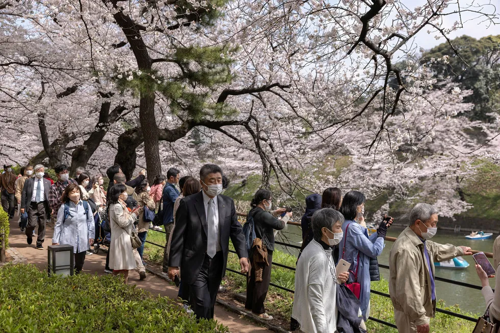 Optimismen stiger i den japanske økonomien ved inngangen til et nytt kvartal og avslutningen av det avvikende regnskapsåret. I Tokyo er den årlige kirsebærblomstringen er i gang.