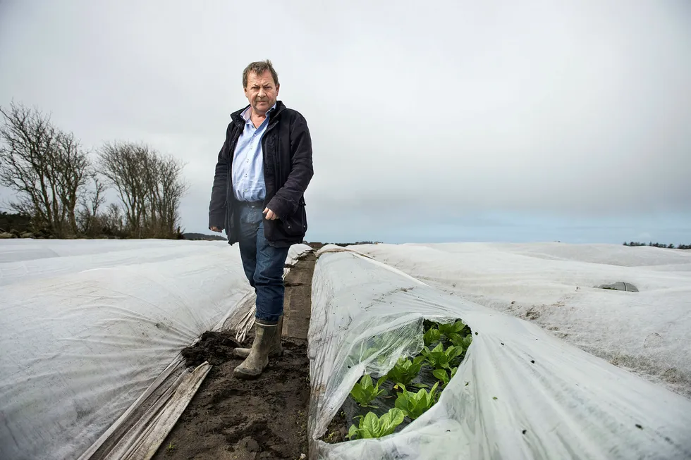 Salatbonde Einar Mikal Hanasand er en av mange aksjonærer som taper på Noreco. Her er Hanasand i åkeren på Randaberg. Foto: Carina Johansen/Stavanger Aftenblad