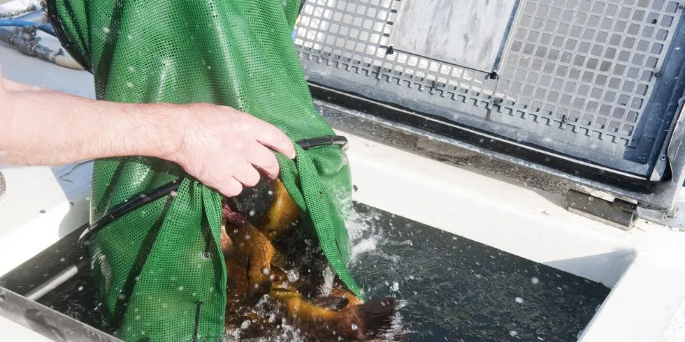 Fangstinntektene på leppefisk økte i 2016. Arkivfoto: Kjersti Kvile
