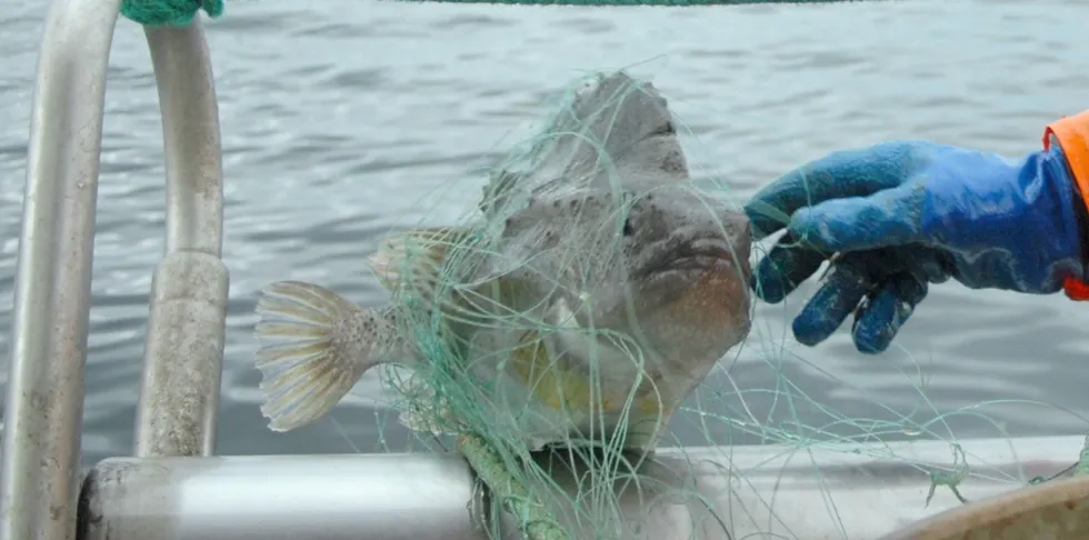 Rognkjeksfiskerne er i gang med årets fiske, men på markedene er det problemer.