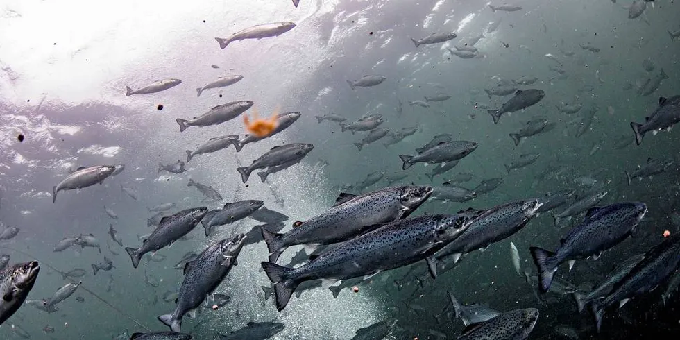 Indirekte har målet med «Laks er viktig»-kampanjen vært å skape aksept for at mer areal skal brukes til oppdrettsformål.Foto: Aleksander Nordahl, DN