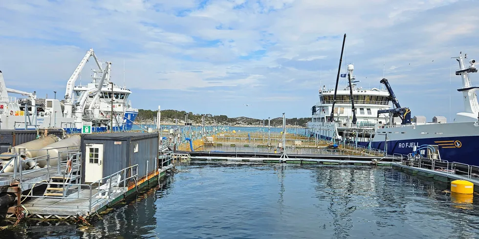 Levering av fisk til ventemerdene til Salmar på Frøya tidligere denne uken.